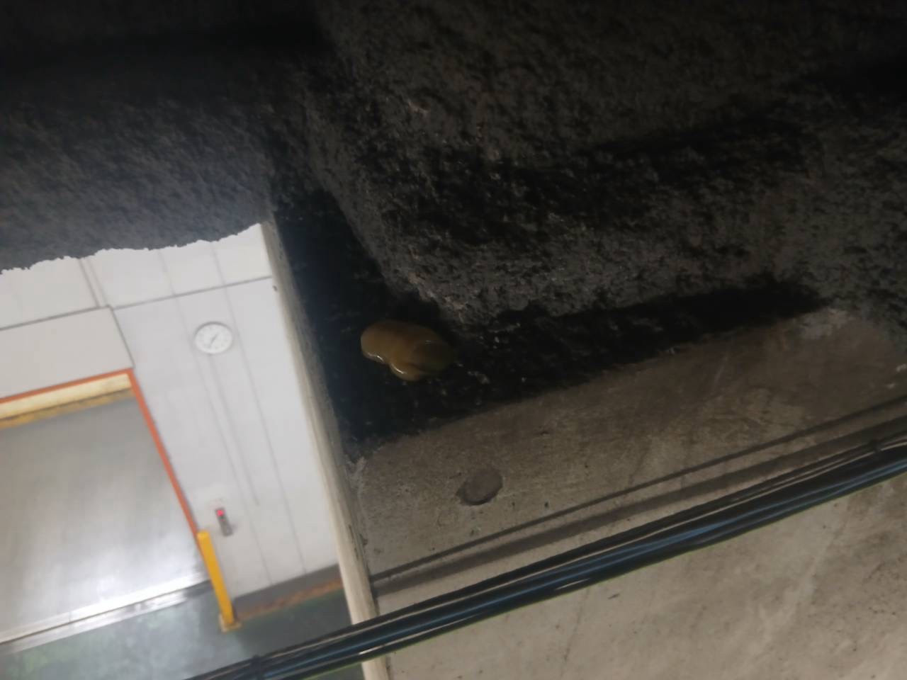 柱との接合部付近にある梁の端部への忌避剤塗布